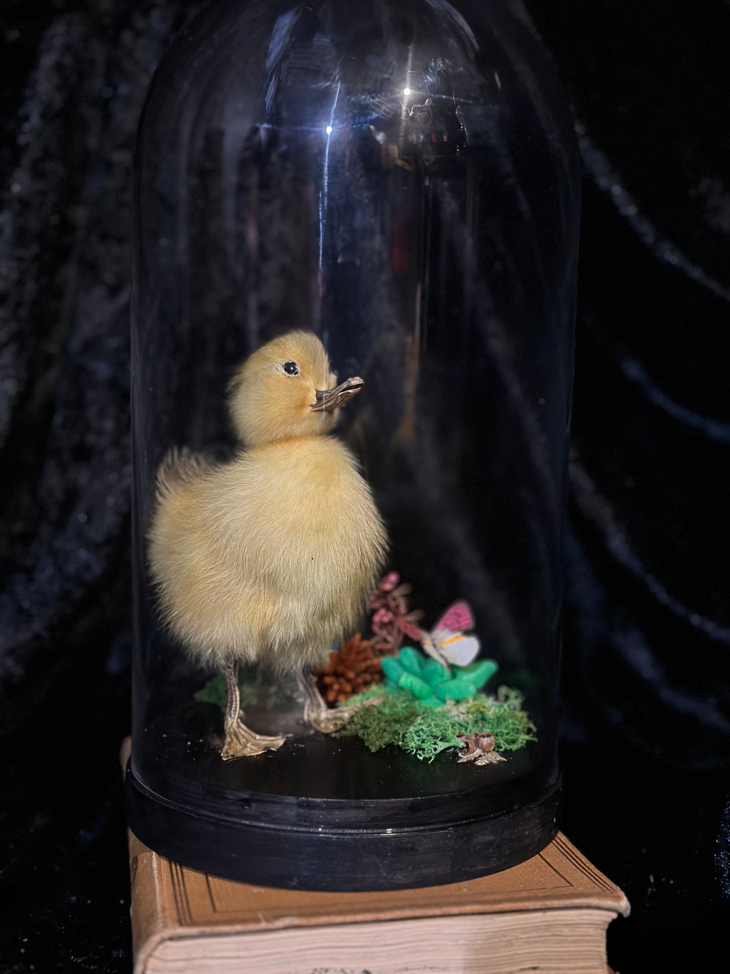 Duckling Dome