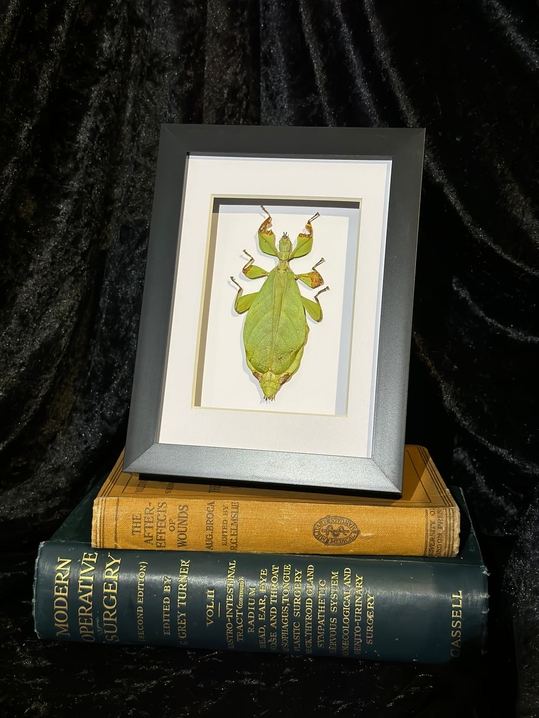 Sage Mimic Leaf Insect