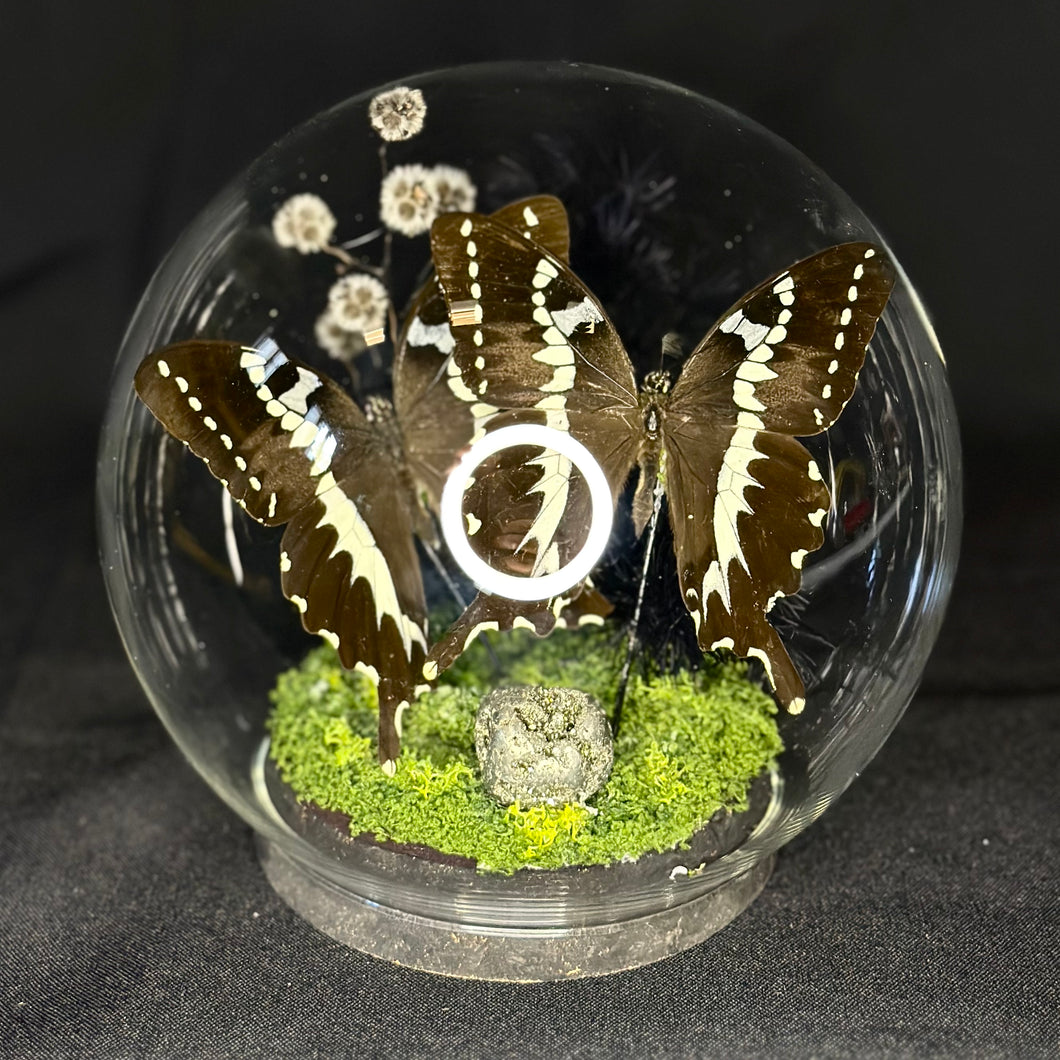 Swallowtail Butterfly Dome