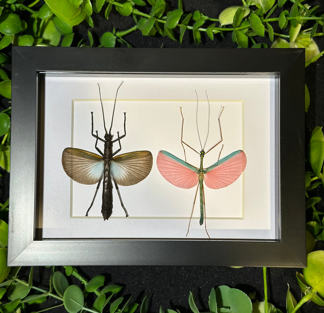 Superba & Pink Wing Stick Insect