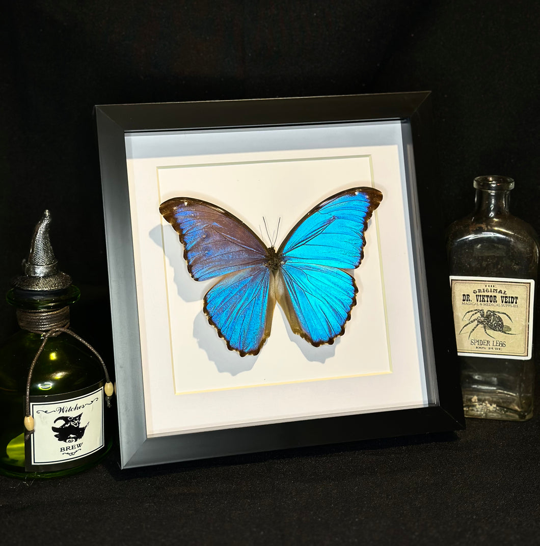 Godarty’s Morpho