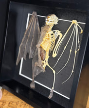 Load image into Gallery viewer, Fulvous Nectar Bat Half Skeleton
