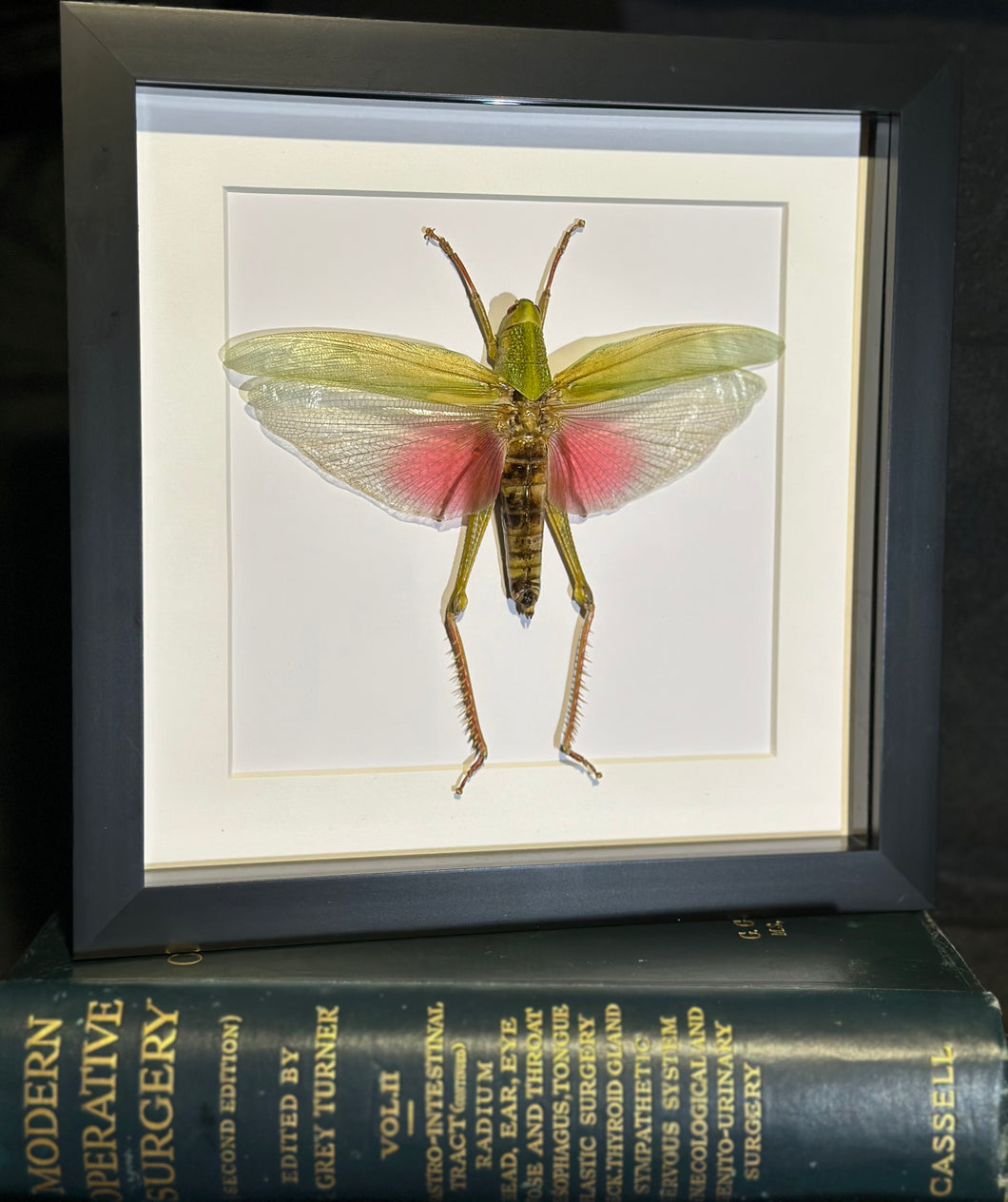 Giant Citrus Grasshopper