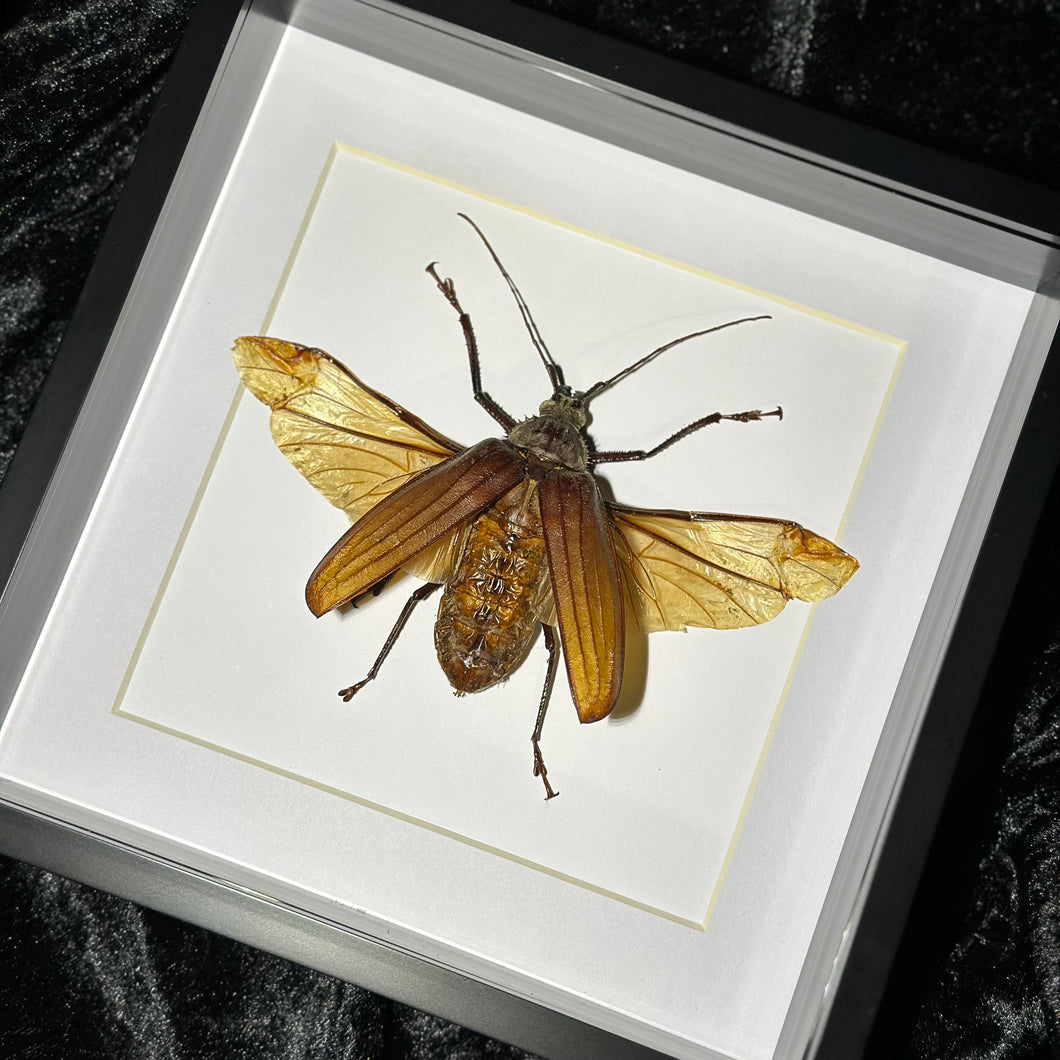 Giant Fijian Long Horn Beetle