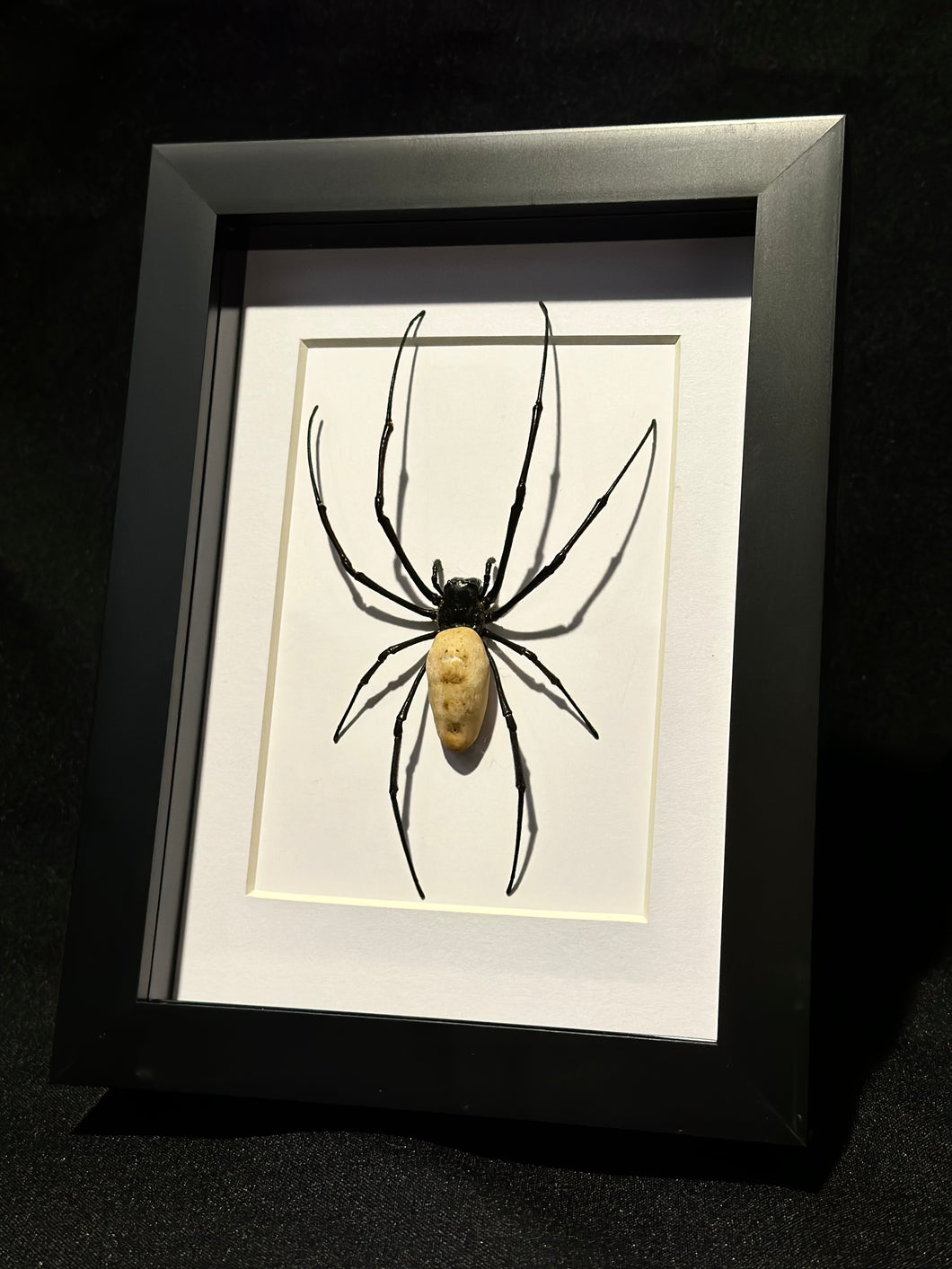 Golden Orb Spider