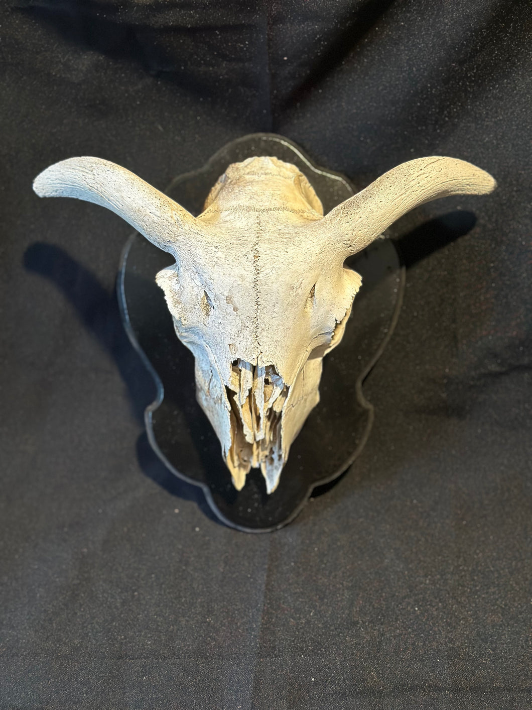 Goat Skull Mount