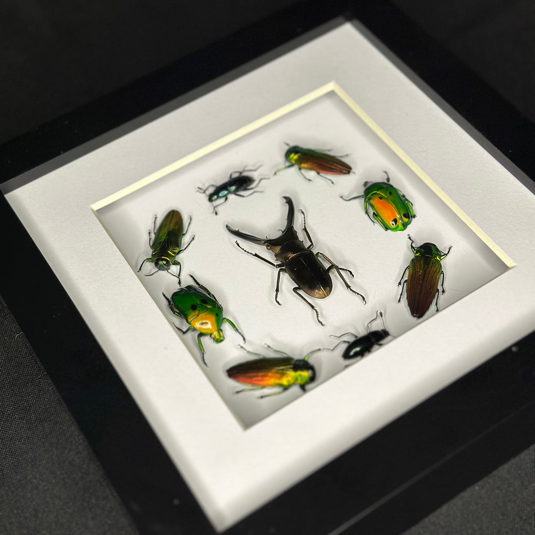 The Beetles