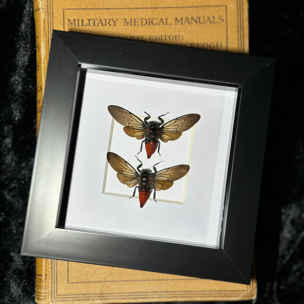 Red Devil Cicada Duo