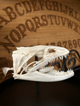 Load image into Gallery viewer, Moray Eel Skull Dome
