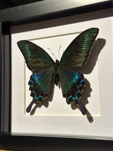 Load image into Gallery viewer, Japanese Alpine Black Swallowtail
