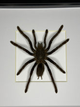 Load image into Gallery viewer, Orange Kneed Tarantula
