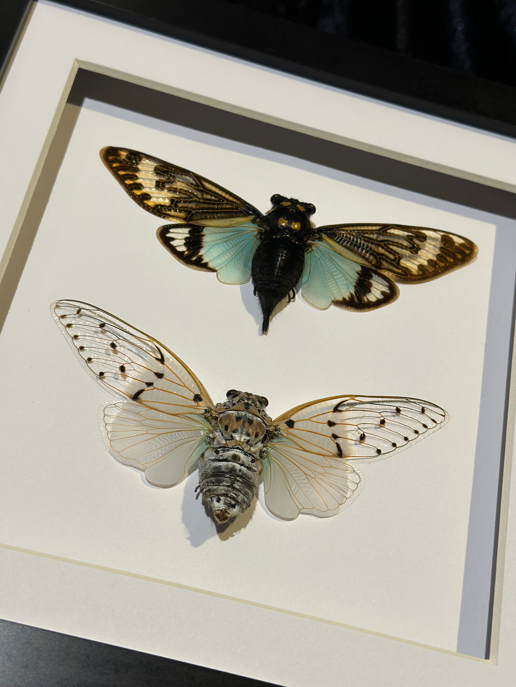 Blue Cicada + White Ghost Cicada