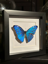 Load image into Gallery viewer, Adonis Morpho
