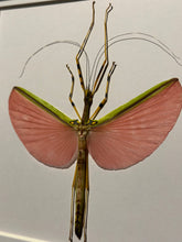 Load image into Gallery viewer, Yellow Spotted Stick Insect
