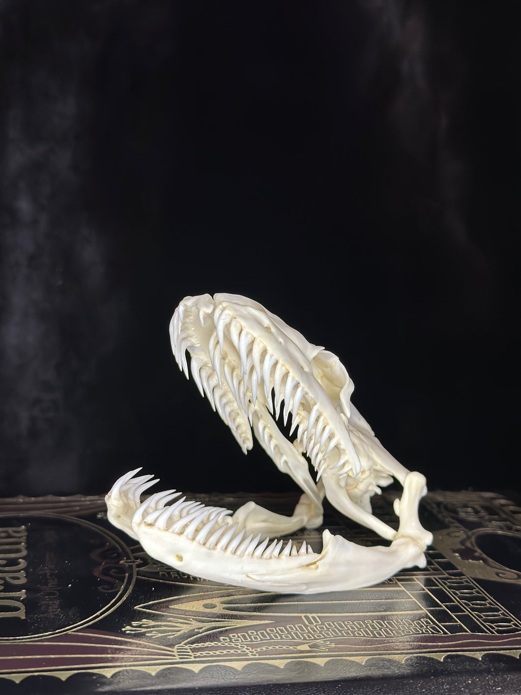 Python Skull