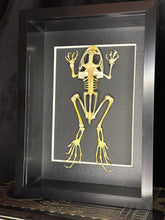 Load image into Gallery viewer, Frog Skeleton
