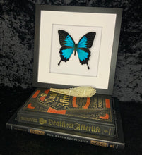 Load image into Gallery viewer, Ulysses Butterfly
