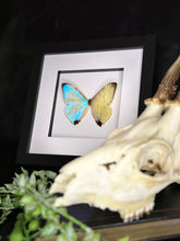 Load image into Gallery viewer, Sulkowsky’s Morpho
