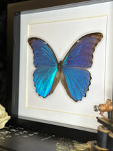 Load image into Gallery viewer, Blue Morpho
