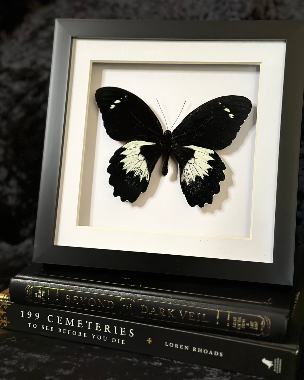 Papilio Gambrisius
