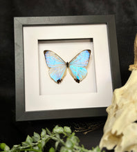 Load image into Gallery viewer, Sulkowsky’s Morpho
