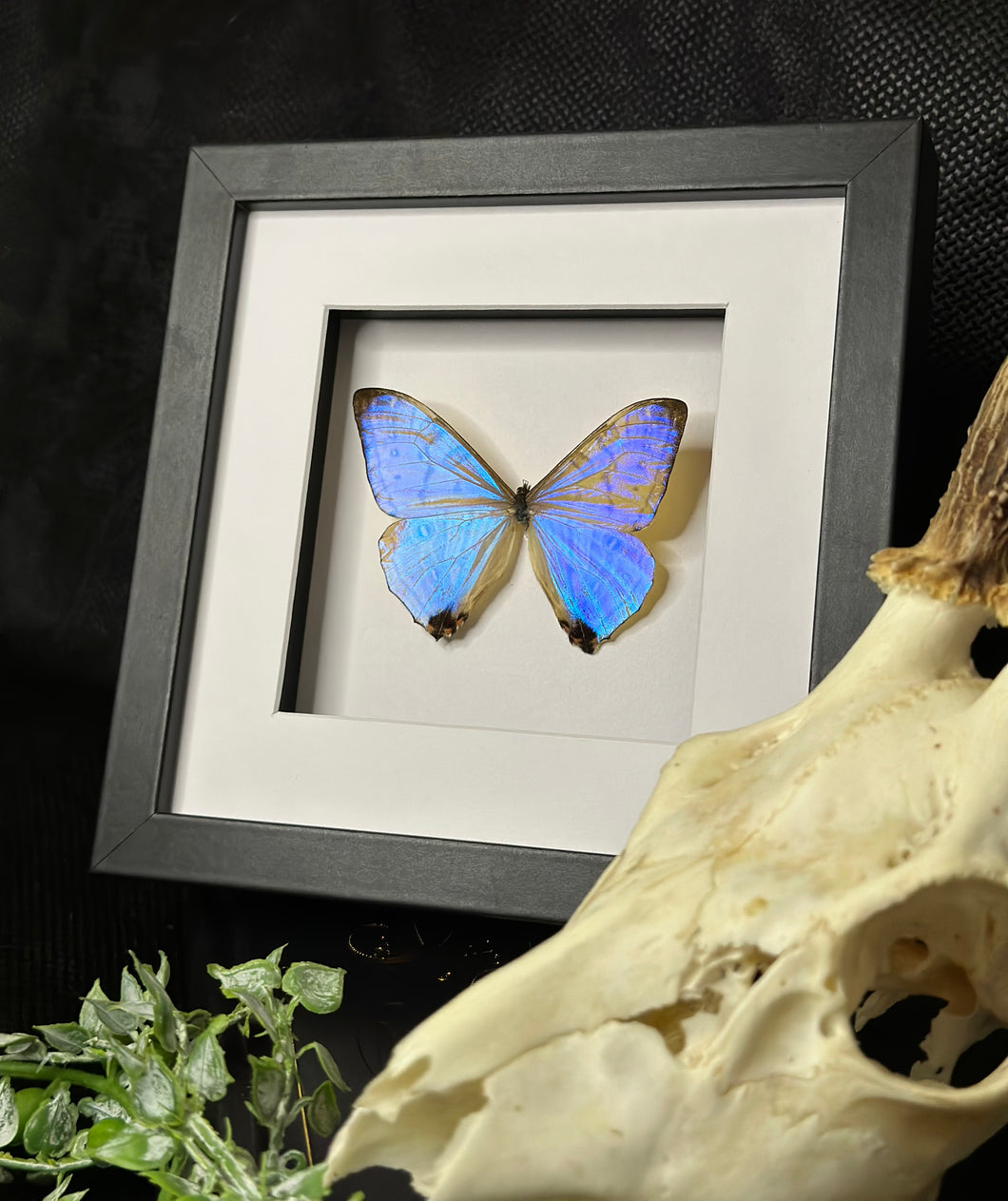 Sulkowsky’s Morpho