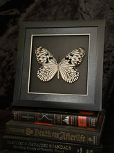 Load image into Gallery viewer, Blanchard’s Ghost Butterfly
