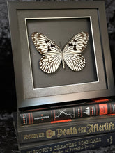 Load image into Gallery viewer, Blanchard’s Ghost Butterfly
