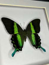 Load image into Gallery viewer, Peacock Swallowtail

