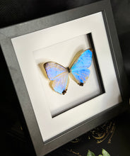 Load image into Gallery viewer, Sulkowsky’s Morpho
